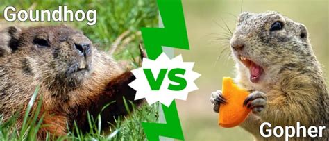 Groundhog Vs Gopher 5 Key Differences Imp World