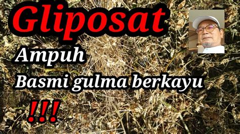 Herbisida Gliposat Racun Rumput Sistemik YouTube