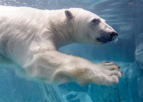 Animals | Saint Louis Zoo