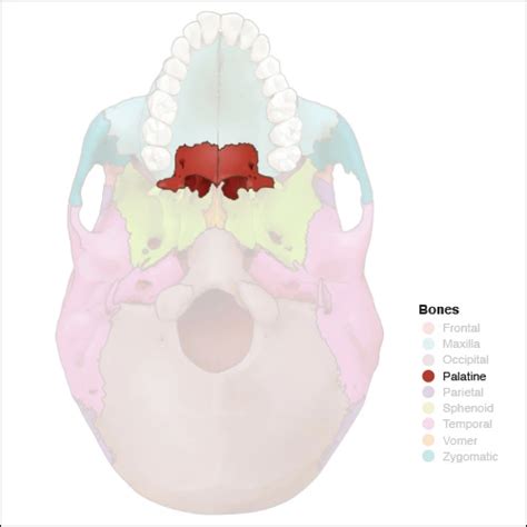 Palatine Bones - Head and Neck Anatomy: Part I – Bony Structures - Dentalcare