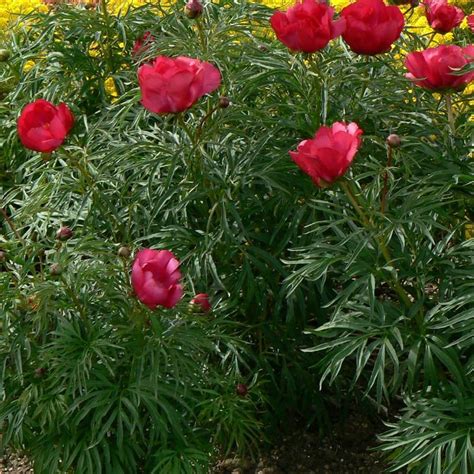 Paeonia Tenuifolia Fernleaf Peony From Antheia Gardens