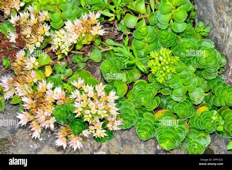 White Pink Blossoming Of Sedum Spurium Stonecrop A Succulent