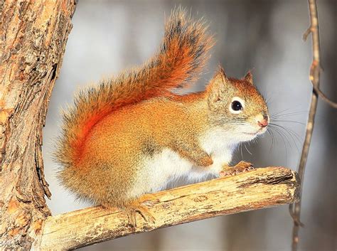 Red Squirrel Prideplora