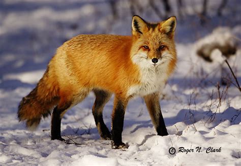 Fox - Animals Photo (16406529) - Fanpop