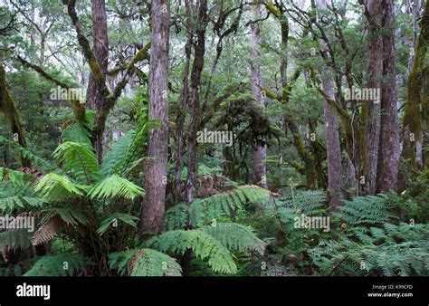 Temperate forest hi-res stock photography and images - Alamy