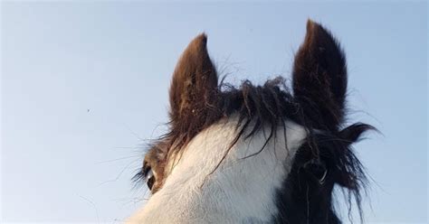 Куплю триммер для носа! | Пикабу