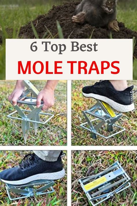 The best mole traps 2023 – Artofit