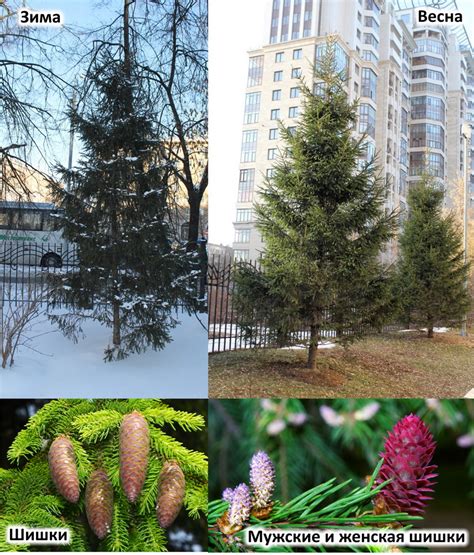 ЭкоТропа Дарвиновского музея