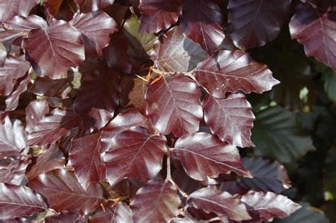 Copper Beach Foliage September November Copper Beech Hedging Plants Screen Plants