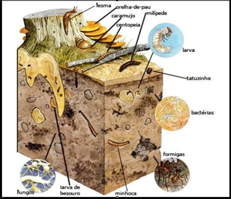 Qual Desses É Um Anelídeo Que Aduba A Terra - A Ecologia dos Anelídeos - Klima Naturali™