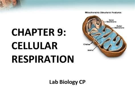 Lesson Overview Cellular Respiration An Overview Chapter 9