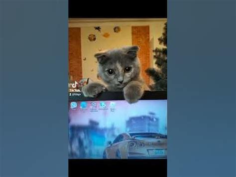 котік - YouTube