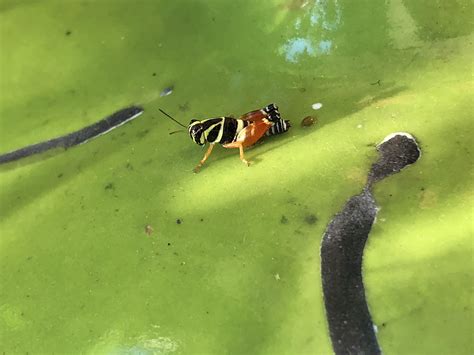 Weird looking grasshopper in Central Texas... : r/whatsthisbug