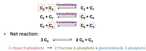 Pentose Phosphate Pathway Flashcards Quizlet