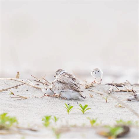 NYC Plover Project – Bird Collective