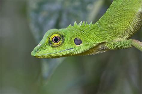 Cute Little Green Lizard The Photography Forum