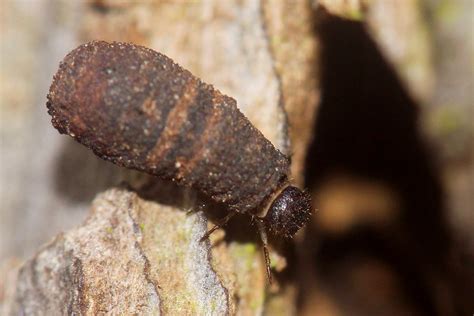 Wer Krabbelt Da Am Lindenstamm Insekt Alle Hexapoda In Flickr