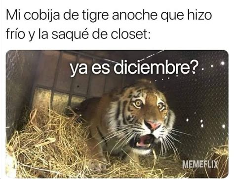 Cobija De Tigre Rugido De Tigre Rugido De Tigre No Encontre Una