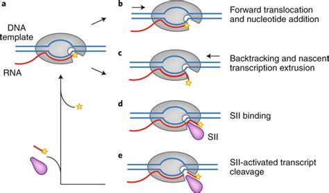 The hunt for RNA polymerase II elongation factors: a historical ...