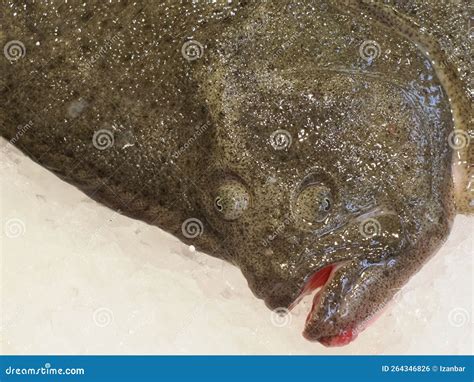 Flat Fish Seafood Snack Tapas At Madrid Market Stock Photo Image Of
