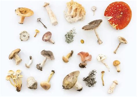 Introduction To The World Of Medicinal Mushrooms | Revival Therapeutics