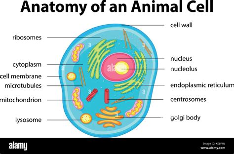 cytoplasm  animal cell