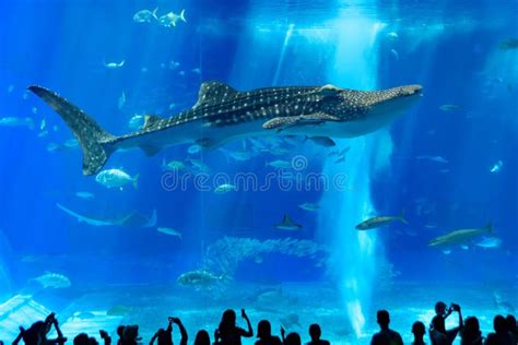 Whale Shark in Okinawa Churaumi Aquarium Editorial Stock Photo - Image ...