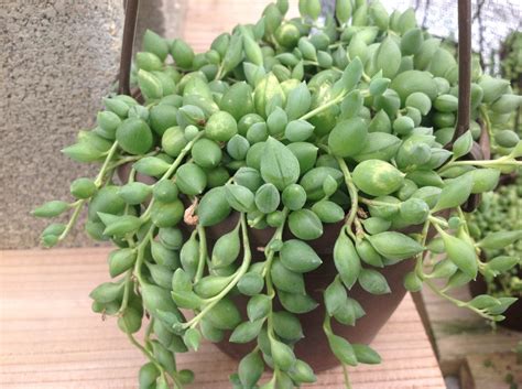 Крестовник комнатное растение (65 фото)