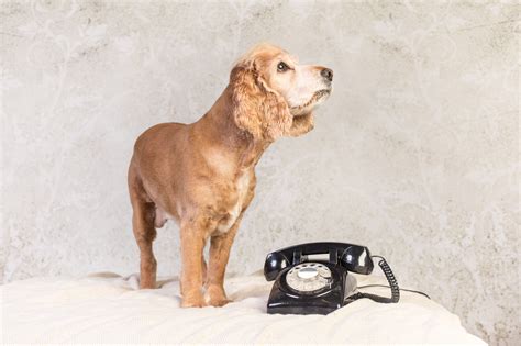 Contact Award Winning Dog Photographer Surrey
