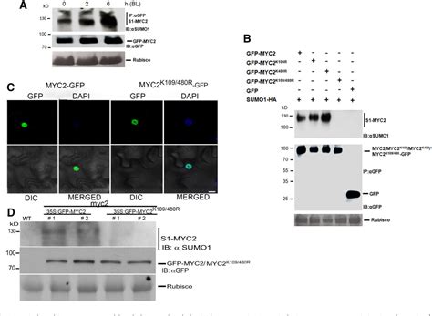 Figure 3 From The Conjugation Of SUMO To The Transcription Factor MYC2