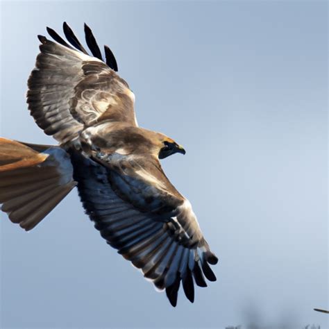 The 6 Species Of Hawks In North Carolina Nature Blog Network