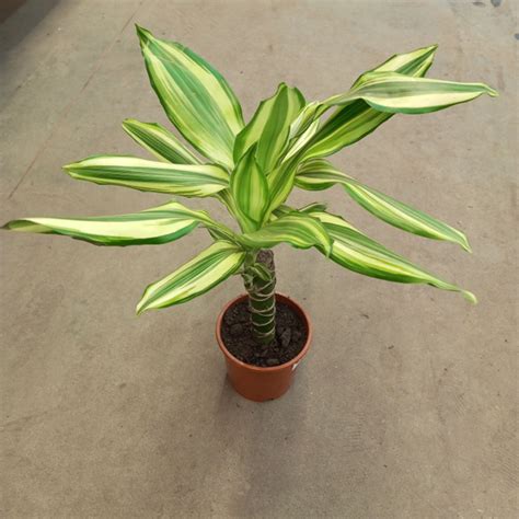 Драцена Голден Кост, 12 дм, 1 шт - купить по выгодной цене в интернет ...