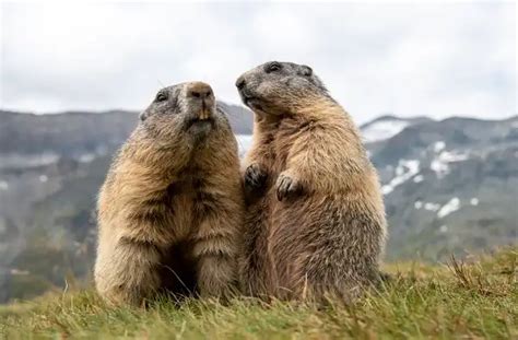 Marmot - Facts, Size, Diet, Pictures - All Animal Facts