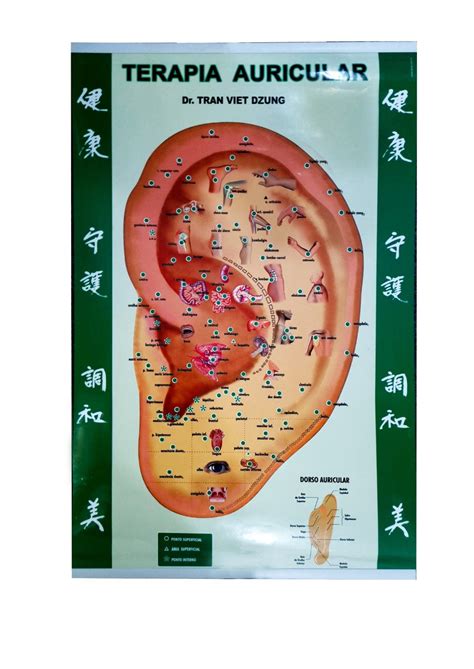 Mapa Pontos Auriculares Acupuntura Auricular Auriculoterapia A