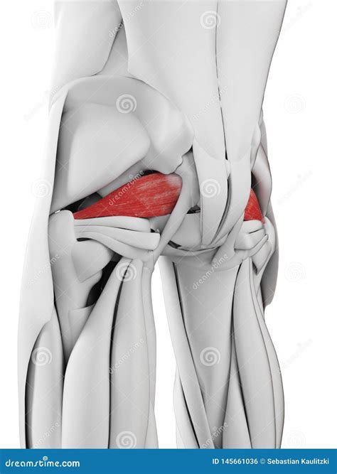 The Piriformis Stock Illustration Illustration Of Body 145661036