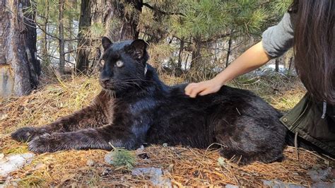 Luna The Black Panther Rejoices In Spring Youtube