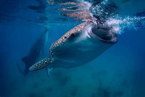 Cebu Oslob Whale Shark Moalboal Sardine Turtle Adventure Getyourguide