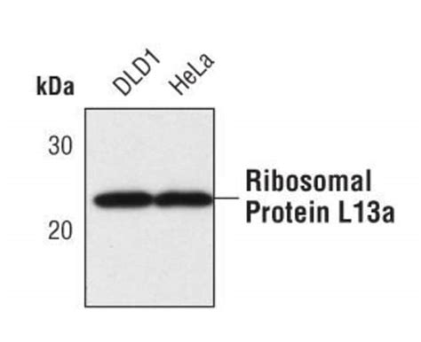 RPL13A Polyclonal Antibody, Invitrogen 100 μL; Unconjugated:Antibodies ...