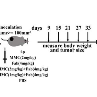 Experimental Design Of NPC Xenograft Nude Mice Model The Mice Were