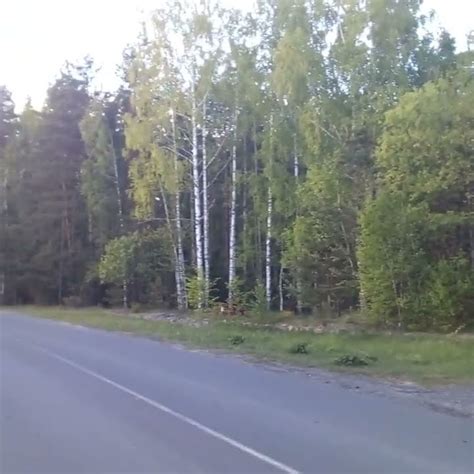 щебет птиц - YouTube