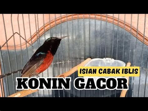 Full Isian Burung Cabak Iblis Pedes Konin Gacor Buat Pancingan