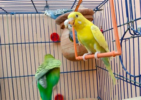 7 Best Bird Perches: The Ultimate Buying Guide