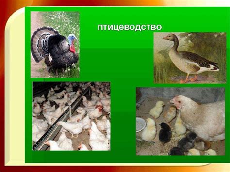 Птицеводство - презентация онлайн