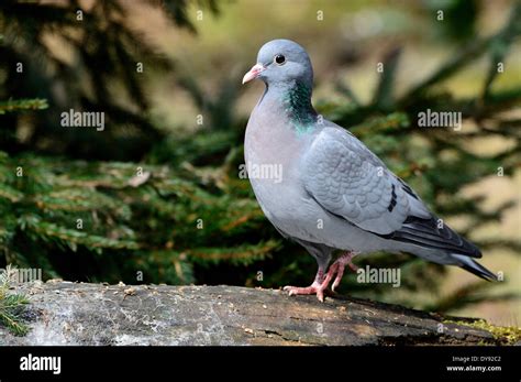 Hollow pigeon Columba oenas hollow pigeons pigeon pigeons birds bird ...