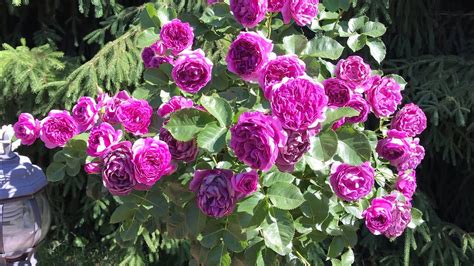 ЛУЧШИЕ ТОП 30 СОРТА РОЗ ЛЮБОГО САДА. КРАСОТКА ЦВЕТЕНИЯ РОЗ. - YouTube