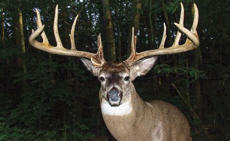 Biggest Whitetail Deer Ever Seen