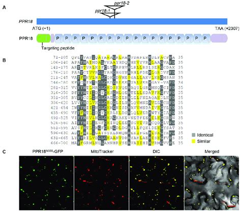 Ppr Is A Mitochondrion Localized P Type Pentatricopeptide Repeat