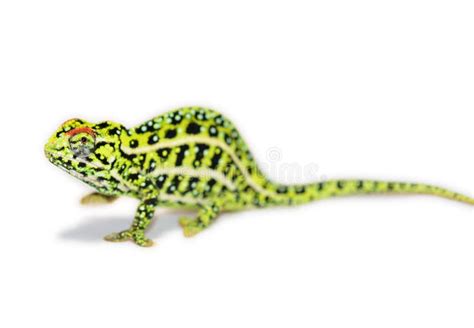 Jeweled Chameleon stock image. Image of reptile, animal - 5487317