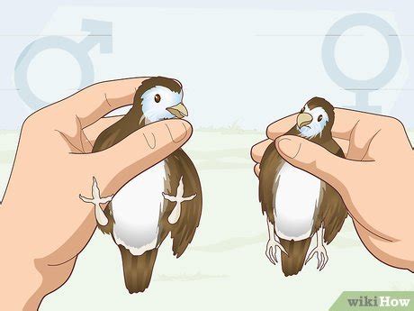 How To Sex Turkeys Different Physical Signs Identifiers