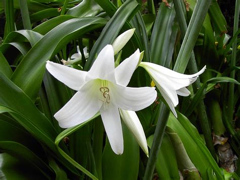 Кринум – уход за растением в домашних условиях - What Flower?